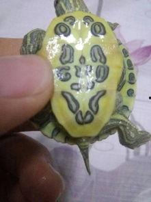 刚出生的巴西龟图片,初生萌态下的自然魅力